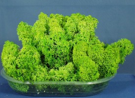 Diorama Zubehr Islandmoos grn u. prpariert, ca. 50g