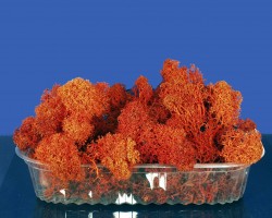 Diorama Zubehr Islandmoos rot orange u. prpariert, ca. 50g