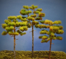 Diorama Modell Nadelbume, 3 Waldkiefern, ca.18 - 22 - 27 cm