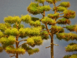 Diorama Modell Nadelbume, 3 Waldkiefern, ca.18 - 22 - 27 cm