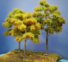 Diorama Modell Nadelbume, 3 Waldkiefern, ca. 30 - 35 - 40 cm