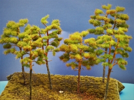 Diorama Modell Nadelbume, 6 Waldkiefern, ca.18 - 19 - 22 - 23 -