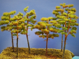 Diorama Modell Nadelbume, 6 Waldkiefern, ca.18 - 19 - 22 - 23 -