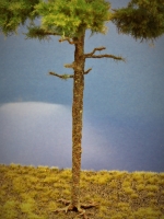 Diorama Modell Nadelbume, 1 Waldkiefer, ca. 27 cm