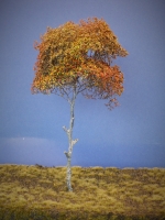 Diorama Zubehr Modell Bume, 1 Baum im Herbst, 250 mm