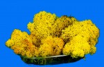 Diorama Zubehr Islandmoos gelb u. prpariert, ca. 50g