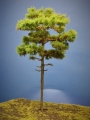 Diorama Modell Nadelbume, 1 Waldkiefer, ca. 30 cm
