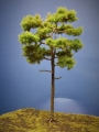 Diorama Modell Nadelbume, 1 Waldkiefer, ca. 28 cm